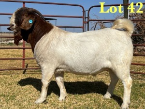 1X BOER GOAT STUD BUCK LUKAS BURGER