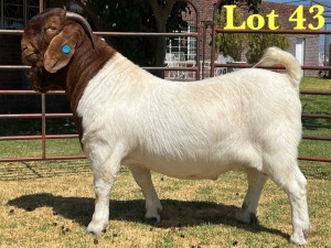 1X BOER GOAT STUD BUCK LUKAS BURGER