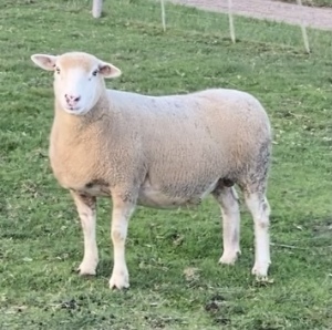 LOT 50 EWE : DTC 14 01 - CLARKE SD & TA