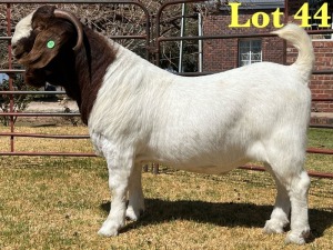 1X BOER GOAT FLOCK BUCK LUKAS BURGER