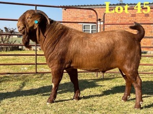 1X KALAHARI RED STUD BUCK LUKAS BURGER