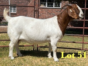 1X BOER GOAT STUD DOE LUKAS BURGER