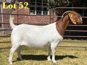 1X BOER GOAT STUD DOE LUKAS BURGER