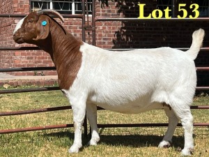 1X BOER GOAT STUD DOE LUKAS BURGER