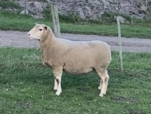 LOT 77 EWE : DTC 16 09 - CLARKE SD & TA