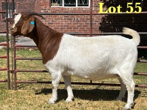 1X BOER GOAT STUD DOE LUKAS BURGER