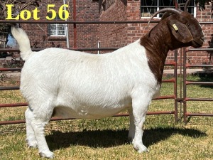 1X BOER GOAT STUD DOE LUKAS BURGER