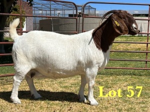 1X BOER GOAT STUD DOE LUKAS BURGER