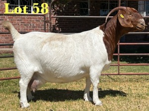 1X BOER GOAT STUD DOE LUKAS BURGER