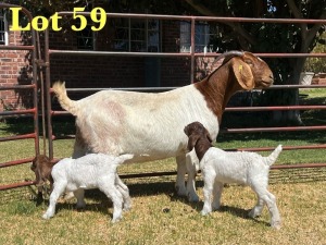 1X BOER GOAT STUD DOE LUKAS BURGER