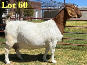 1X BOER GOAT STUD DOE LUKAS BURGER