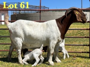 1X BOER GOAT STUD DOE LUKAS BURGER