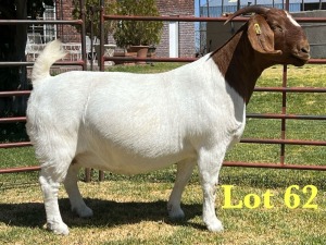 1X BOER GOAT FLOCK DOE LUKAS BURGER