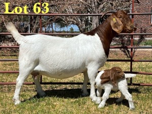 1X BOER GOAT FLOCK DOE LUKAS BURGER