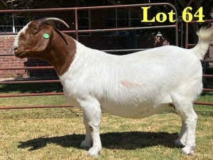 1X BOER GOAT FLOCK DOE LUKAS BURGER