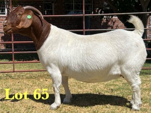 1X BOER GOAT FLOCK DOE LUKAS BURGER