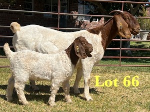 1X BOER GOAT STUD DOE LUKAS BURGER