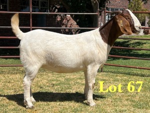 1X BOER GOAT FLOCK DOE LUKAS BURGER