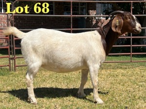 1X BOER GOAT STUD DOE LUKAS BURGER