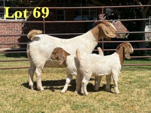 1X BOER GOAT STUD DOE LUKAS BURGER