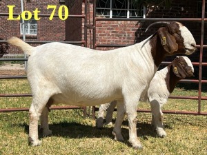 1X BOER GOAT STUD DOE LUKAS BURGER