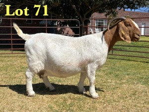 1X BOER GOAT FLOCK DOE LUKAS BURGER