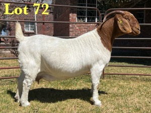 1X BOER GOAT STUD DOE LUKAS BURGER