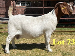 1X BOER GOAT STUD DOE LUKAS BURGER