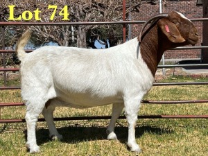 1X BOER GOAT STUD DOE LUKAS BURGER