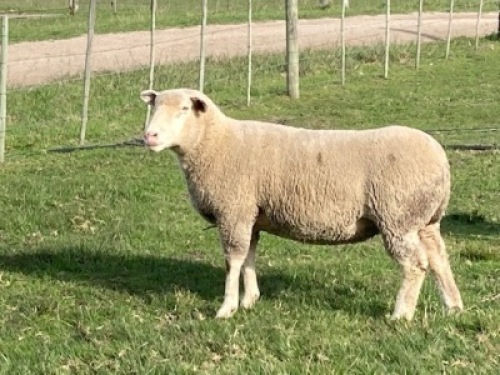 LOT 84 EWE : DTC 16 07 - CLARKE SD & TA