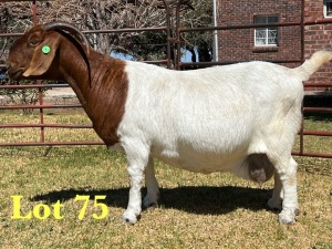 1X BOER GOAT FLOCK DOE LUKAS BURGER