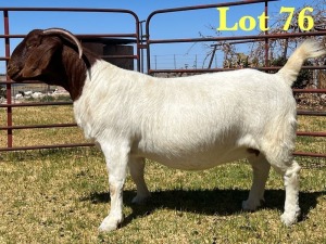 1X BOER GOAT STUD DOE LUKAS BURGER