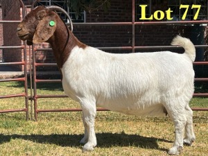 1X BOER GOAT FLOCK DOE LUKAS BURGER