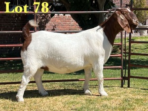 1X BOER GOAT FLOCK DOE LUKAS BURGER