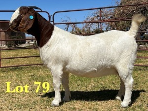 1X BOER GOAT STUD DOE LUKAS BURGER