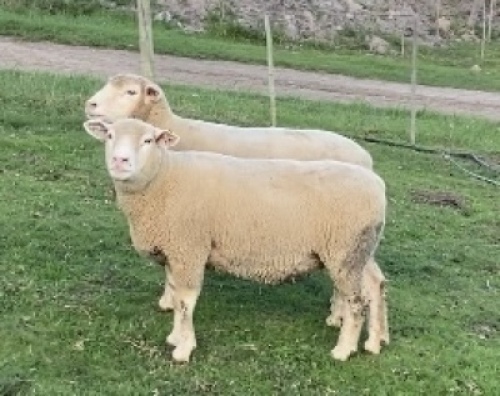 LOT 69 EWE : DTC 16 02 - CLARKE SD & TA