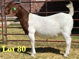 1X BOER GOAT FLOCK DOE LUKAS BURGER