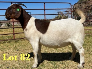 1X BOER GOAT FLOCK DOE LUKAS BURGER