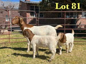 1X BOER GOAT FLOCK DOE LUKAS BURGER