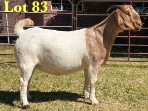 1X BOER GOAT FLOCK DOE LUKAS BURGER