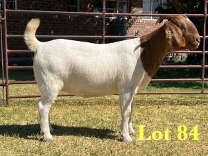 1X BOER GOAT FLOCK DOE LUKAS BURGER