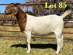 1X BOER GOAT STUD DOE LUKAS BURGER