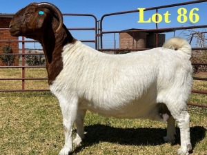 1X BOER GOAT STUD DOE LUKAS BURGER