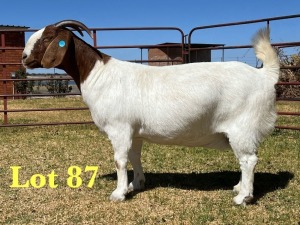 1X BOER GOAT STUD DOE LUKAS BURGER