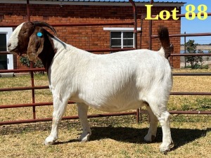 1X BOER GOAT STUD DOE LUKAS BURGER