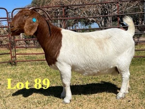 1X BOER GOAT STUD DOE LUKAS BURGER