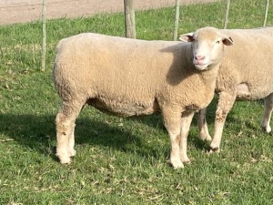 LOT 76 EWE : DTC 16 08 - CLARKE SD & TA