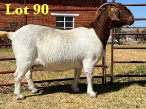 1X BOER GOAT STUD DOE LUKAS BURGER