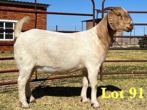 1X BOER GOAT FLOCK DOE LUKAS BURGER