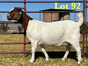 1X BOER GOAT STUD DOE LUKAS BURGER